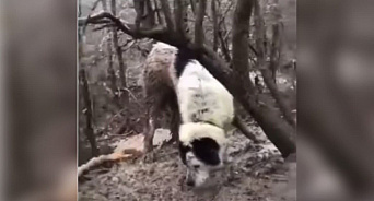 Зоозащитники Новороссийска спасли собаку, прикованную к дереву в лесу