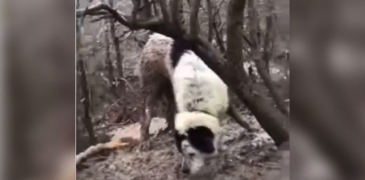 Зоозащитники Новороссийска спасли собаку, прикованную к дереву в лесу