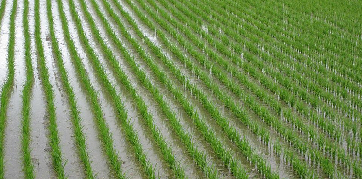 На Кубани из-за аварии на Федоровском гидроузле посев риса сократят на треть