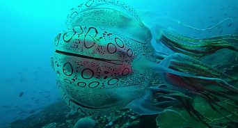 У берегов Гвинеи замечена невиданная большая медуза - ВИДЕО
