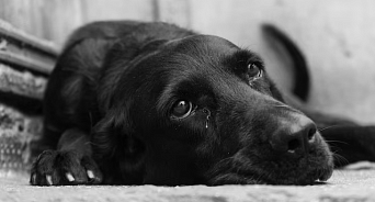 «Голову ей отруби!» В Хакасии подростки зверски убили собаку, но их лишь поставят на учёт - ВИДЕО