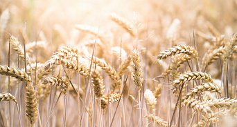«Сначала потоп, потом жара» На Юге России урожай зерна может больше пострадать от засухи, чем от заморозков