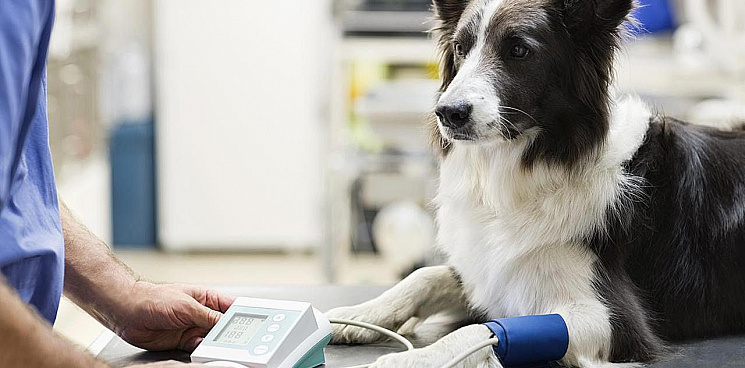 В ветеринарных клиниках России стало не хватать препаратов для анестезии