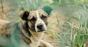 «Сколько можно терпеть агрессию хищников?» В Краснодаре бродячая собака напала на подростка 