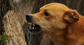 Жертв диких собак среди детей в ЮМР Краснодара становится всё больше — почему власти города не реагируют?