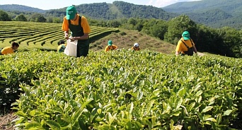 В Сочи на создание чайных плантаций выделили более 7 млн рублей 