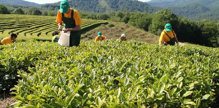 В Сочи на создание чайных плантаций выделили более 7 млн рублей 