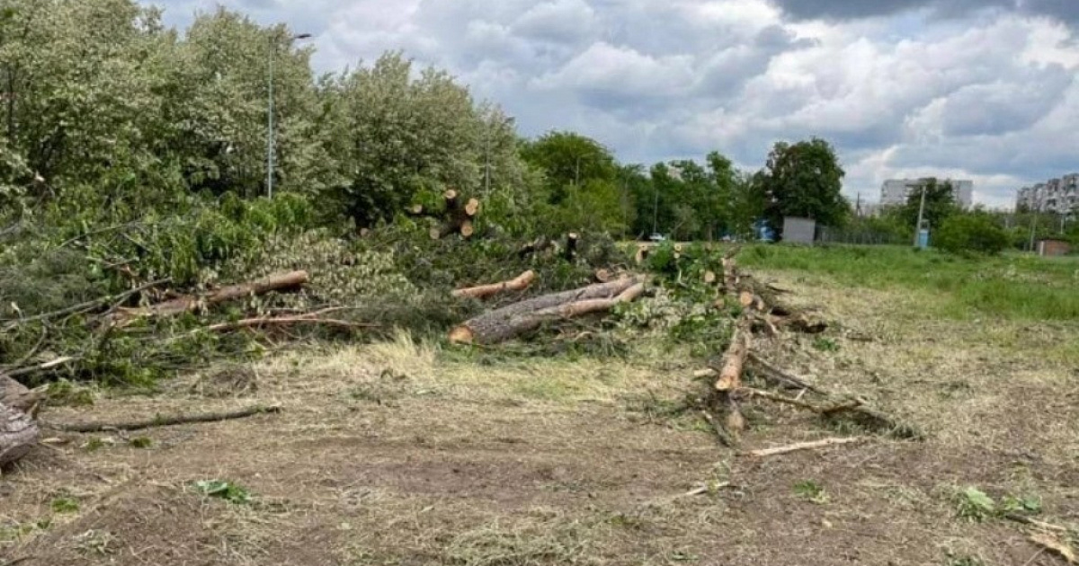В Краснодаре мэрия проконтролирует подрядчика, вырубившего деревья на бульваре