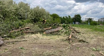 В Краснодаре мэрия проконтролирует подрядчика, вырубившего деревья на бульваре