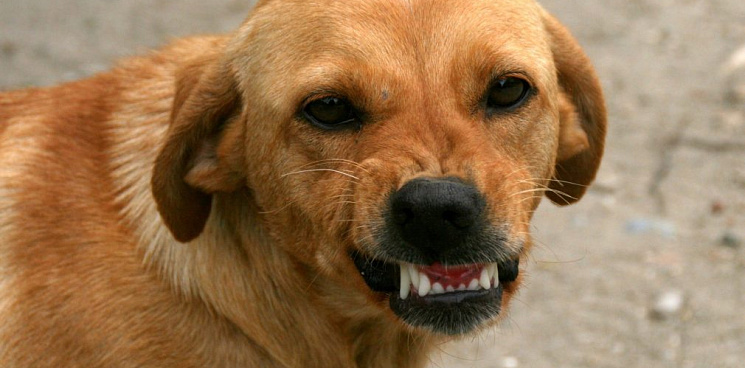 «Власти бездействуют, а жители удивляются почему отстреливают и травят собак!» В Краснодаре очередной жертвой бродячих собак стала 10-летняя девочка