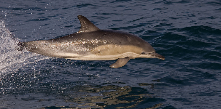 Дельфин в Сочи заболел морбилливирусом, ему нужна помощь волонтеров