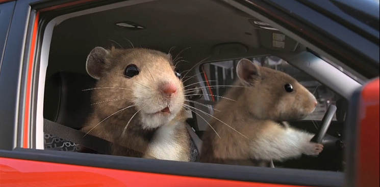В Краснодаре потоп после снегопада выгнал крыс на парковку элитного ЖК