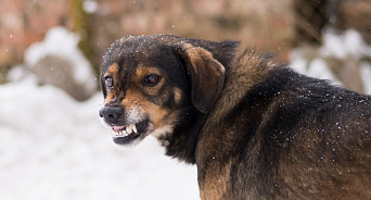 «Не провоцируйте и не укусят!» В Крыму бездомные псы оккупировали подъезд многоэтажки, зоозащитники хамят 