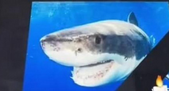 Кровожадные украинцы устроили «поминки» акулы, которая съела россиянина в Египте, а американский политик пошутил про гибель парня – ВИДЕО