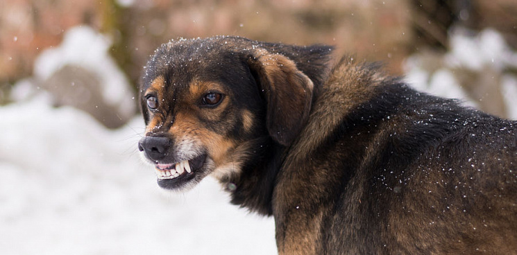 «Не провоцируйте и не укусят!» В Крыму бездомные псы оккупировали подъезд многоэтажки, зоозащитники хамят 