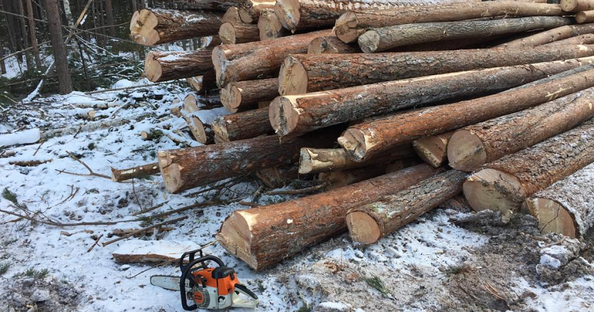 На Кубани выявили факт незаконной рубки леса в поселке Шепси