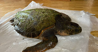 В Анапе не смогли спасти выброшенную на берег гигантскую черепаху