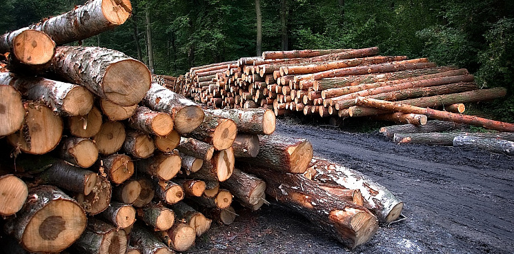На Кубани лесоруб незаконно вырубил деревья на 45 миллионов рублей
