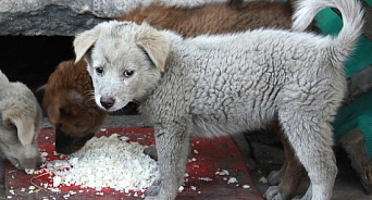 «Погладил кота на улице – штраф» На Кубани запретят кормление и контакты с бездомными животными 
