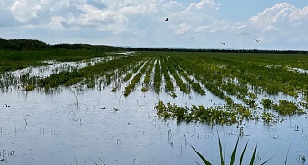 Урожай риса и винограда на Кубани под угрозой