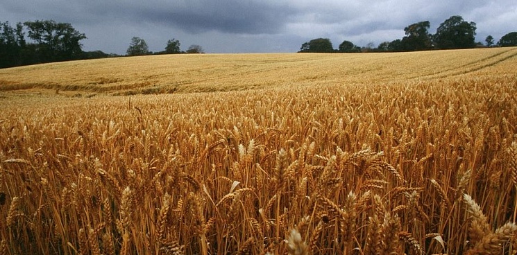 Российские аграрии могут лишиться $3,5 млрд из-за пошлин на экспорт зерна