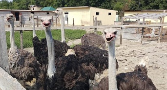 На Кубани неизвестные пробрались в зоопарк и закидали камнями страусов