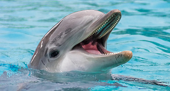 Росприроднадзор сообщил причины гибели дельфинов в Черном море