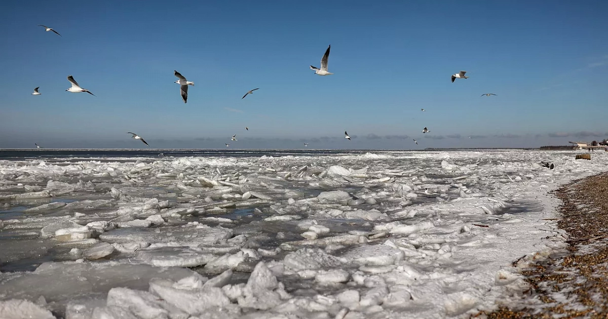 В Азовском море можно выловить медуз для добычи до 260 тысяч тонн коллагена
