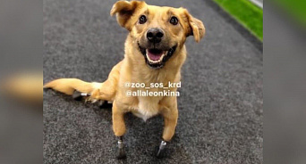 Перелёт первой в мире собаки с протезами из Краснодара в Лондон отменён