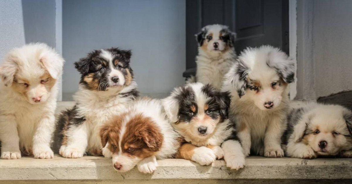 В Сочи появились первые отели, соответствующие стандарту pet-friendly