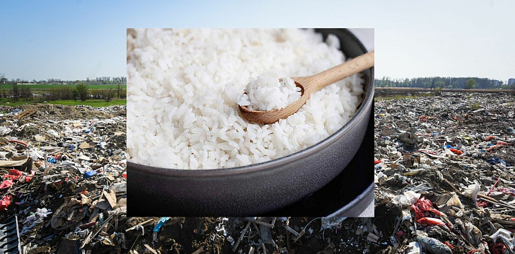 «Приятного аппетита, страна!» На Кубани активист показал, как в станице Полтавской собирают рис, который растёт возле свалки – ВИДЕО
