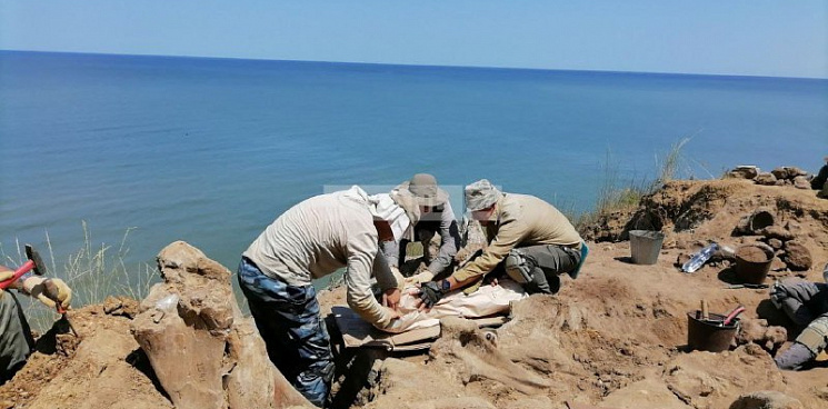 «К счастью, этот носорог больше не идет!» Уникальный череп древнейшего животного нашли на на Кубани