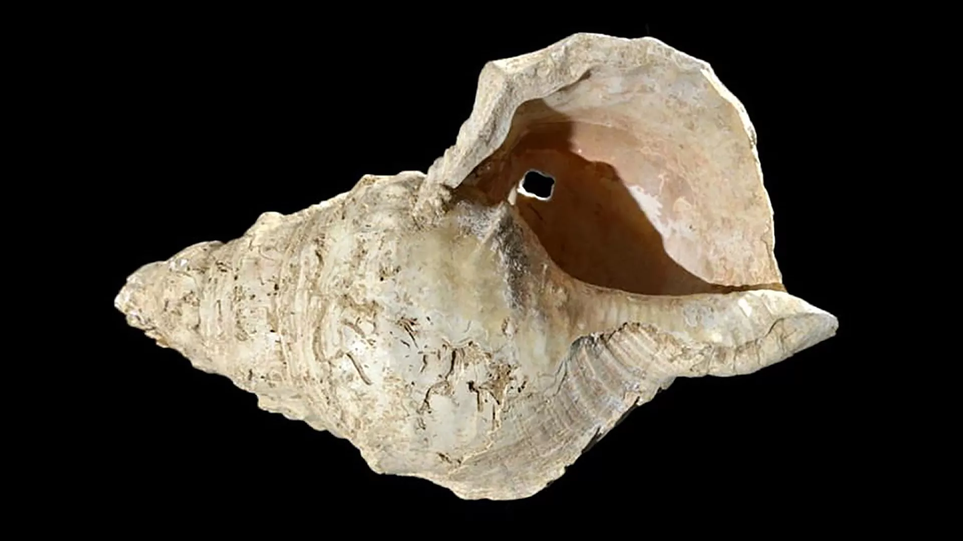 Ученые раскрыли тайну морской раковины возрастом 18 тысяч лет