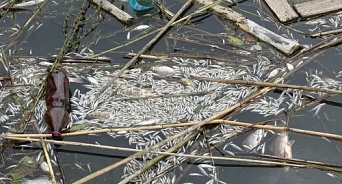 В Карасунских прудах Краснодара за год в третий раз массово гибнет рыба - что теперь скажут власти города?
