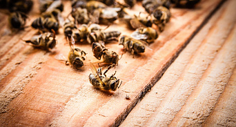 В сёлах под Новороссийском массово гибнут пчёлы
