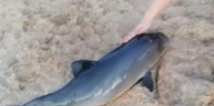 В Краснодарском крае на берегу Азовского моря нашли мертвого дельфина