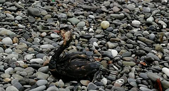 Жительница Анапы нашла на берегу моря измазанную нефтью птицу 