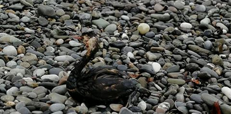 Жительница Анапы нашла на берегу моря измазанную нефтью птицу 