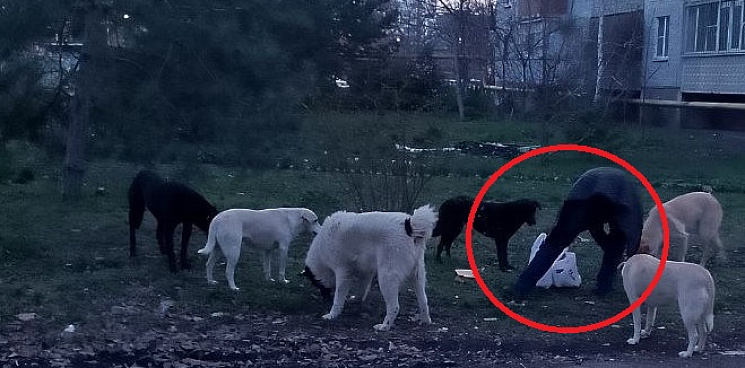 «В Краснодаре расстреляли 13 собак!»  - защитники бродячих хищников запустили фейк, который позабавил весь город 