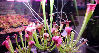 Осторожно, хищные растения: в Краснодаре открыли выставку плотоядной флоры