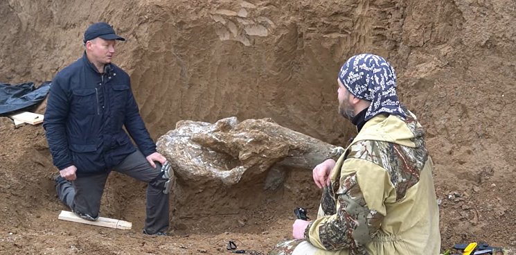Житель Ростовской области нашел череп мамонта возрастом 600 тысяч лет