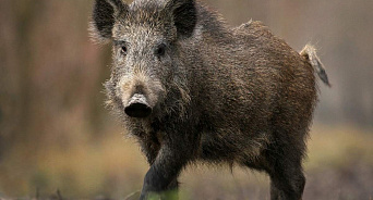 Африканскую чуму свиней обнаружили в Ростовской области )