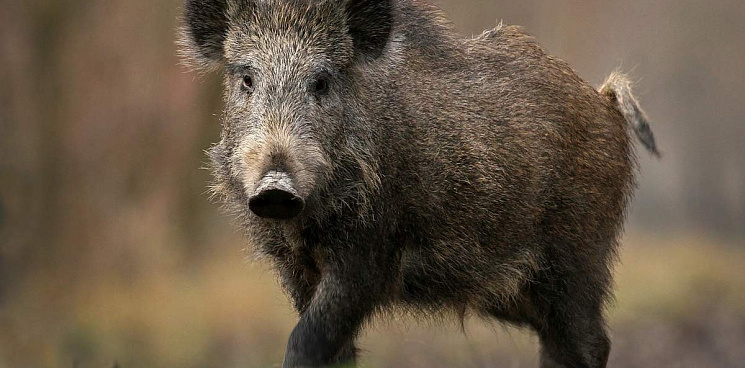 Африканскую чуму свиней обнаружили в Ростовской области