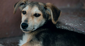 «Если вас укусила собака, не переживайте – она с биркой!» В Краснодаре с начала года поймали больше 400 бродячих псов и отпустили на улицы