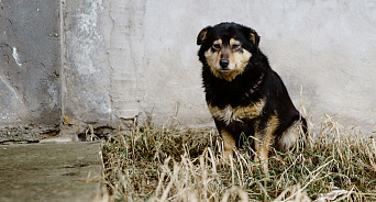 В Краснодаре бьют за подкармливание бродячих собак — мэрия бездействует, а зубастые хищники свирепствуют
