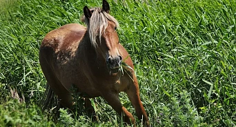 «Хозяин оставил умирать на пустыре»: на Кубани жители посёлка пытаются спасти измождённую брошенную лошадь