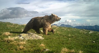 Жителей и гостей Сочи предупредили о встречах с медведями в горах