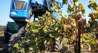 Винодельни Кубани потеряли урожай винограда на сотни миллионов рублей
