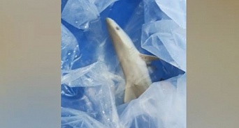 В Анапском океанариуме во время скандала с посетителями погибла акула