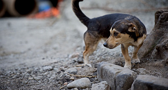 В Краснодаре полиция проверит живодера, который забросал камнями собаку – ВИДЕО 